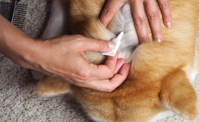 Behandlung von Flöhen bei Hunden