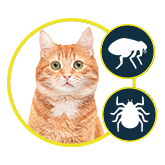 cat flea and tick