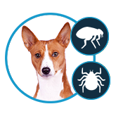 dog flea and tick